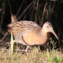 Clapper Rail