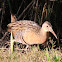 Clapper Rail