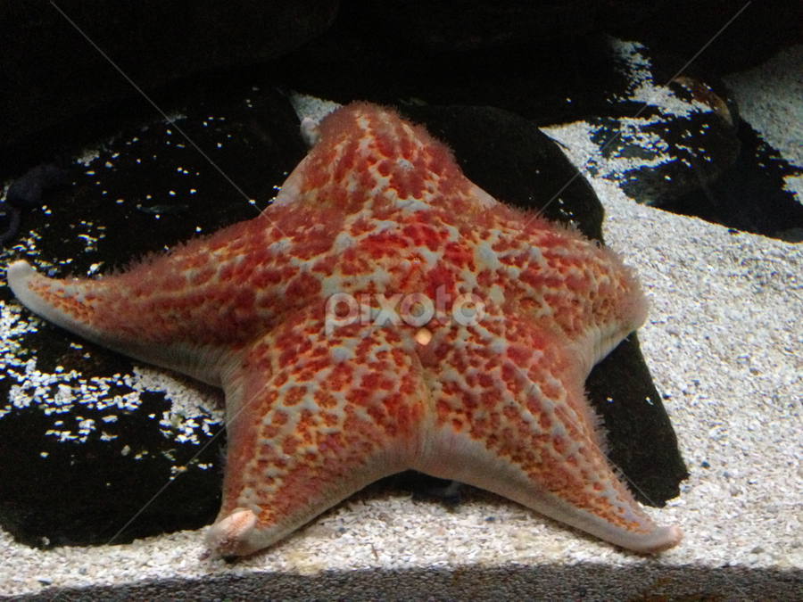 Ocean Floor Sea Creatures Animals Pixoto