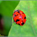 Transverse Ladybird Beetle
