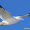 Ring-billed Gull