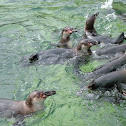 Humboldt Penguin