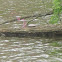 Painted Turtle