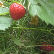 Strawberry Infused Vodka
