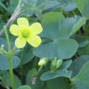 Yellow flower