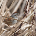 Swamp Sparrow