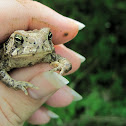 American Toad