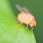 Lauxinid Fly