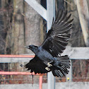 American Crow