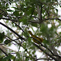 Yellow Warbler