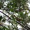 Yellow Warbler