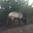 Elk (Wapiti)