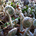 Christmas fern