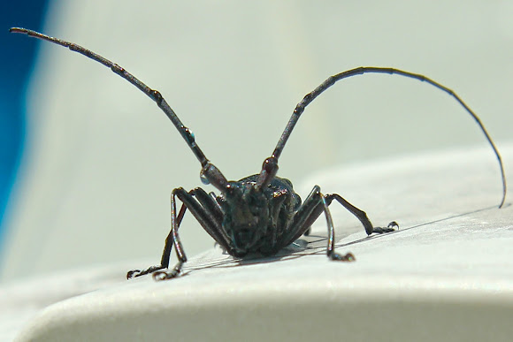 Spotting Image 1
