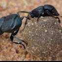 Dung Beetle