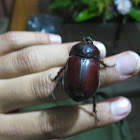 Ox Beetle (Female)