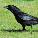 Northwestern Crow