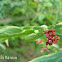 Bunga Katuk