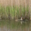 Great Crested Grebe