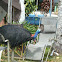Cassowary