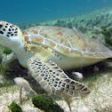 Green Sea Turtle