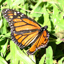 Monarch Butterfly