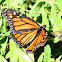 Monarch Butterfly