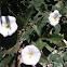 Bindweed