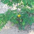 Black eyed Susan