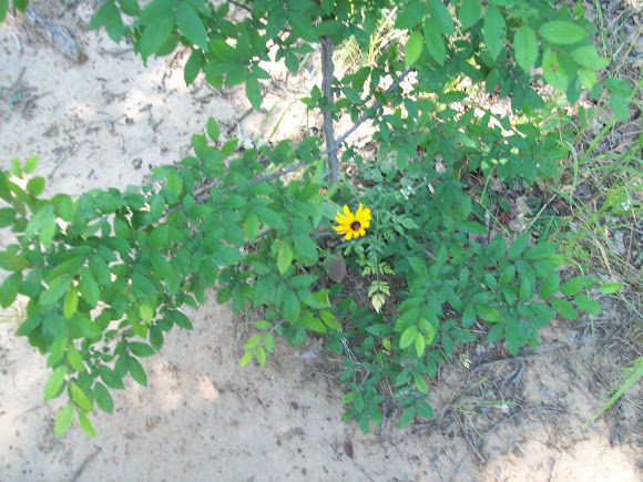 Spotting Image 1