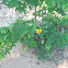 Black eyed Susan