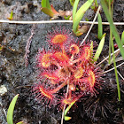 sundew plant