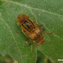 Hover fly