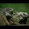 Iguana