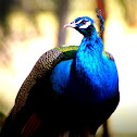 Peacock