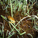 Striped-frog