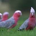 Galah