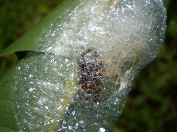 Spotting Image 1