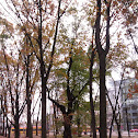 Tilia spp