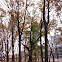 Tilia spp