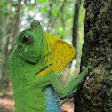Hump-nosed Lizard