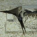 Barn Swallow with chicks