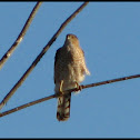 Cooper's Hawk