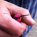 Anna's Hummingbird