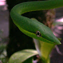 Vine Snake