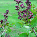 Common Yankee Doodle Lilac