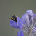 Honey Bee