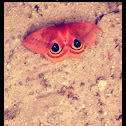 Butteryfly