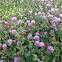 Clover