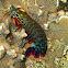 Peacock Mantis Shrimp